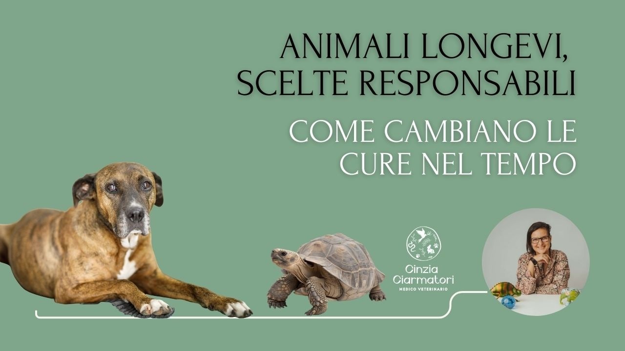Animali longevi, scelte responsabili: come cambiano le cure nel tempo