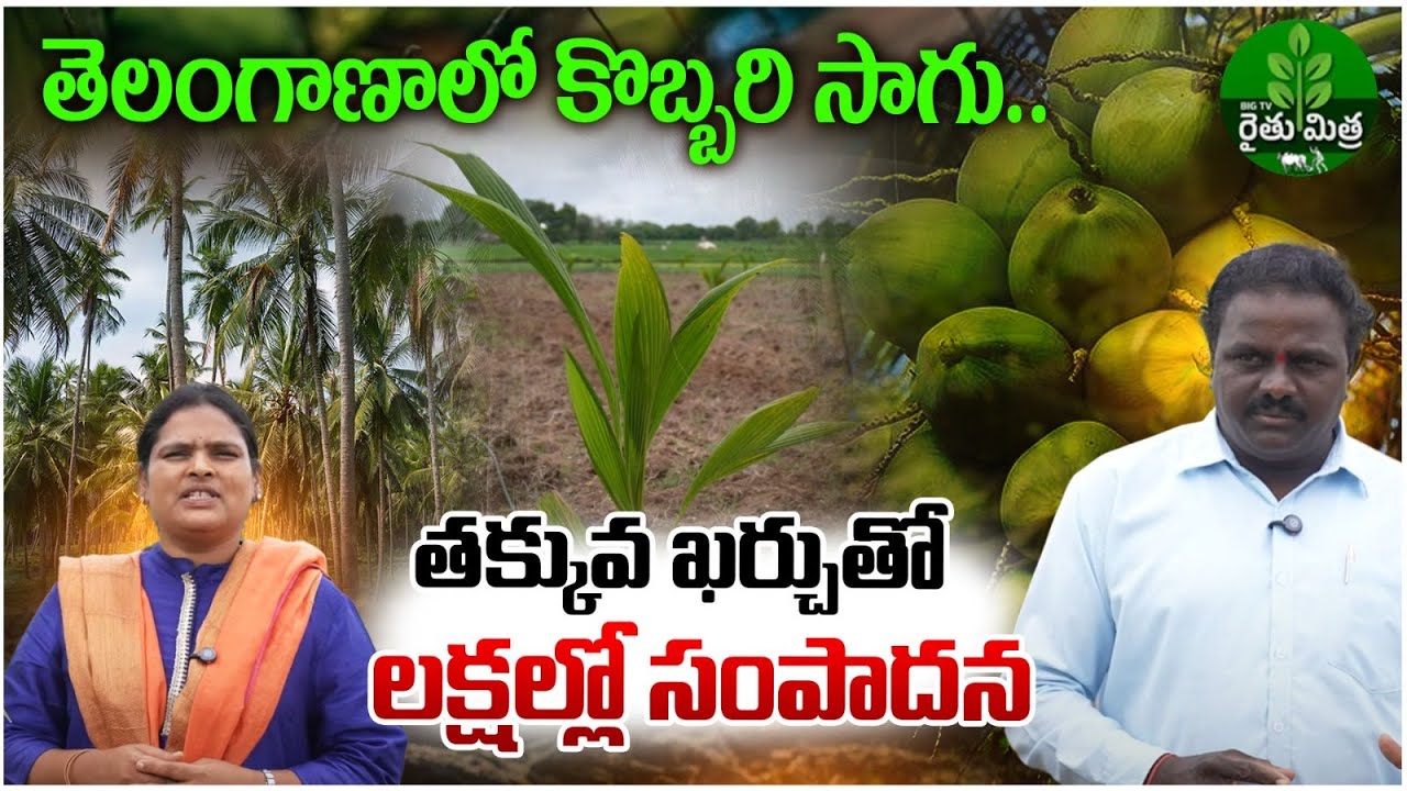 Coconut Farming Complete Guide | డ్రిప్ పద్దతిలో కొబ్బరి సాగు | Drip Irrigation | BIG TV RythuMithra
