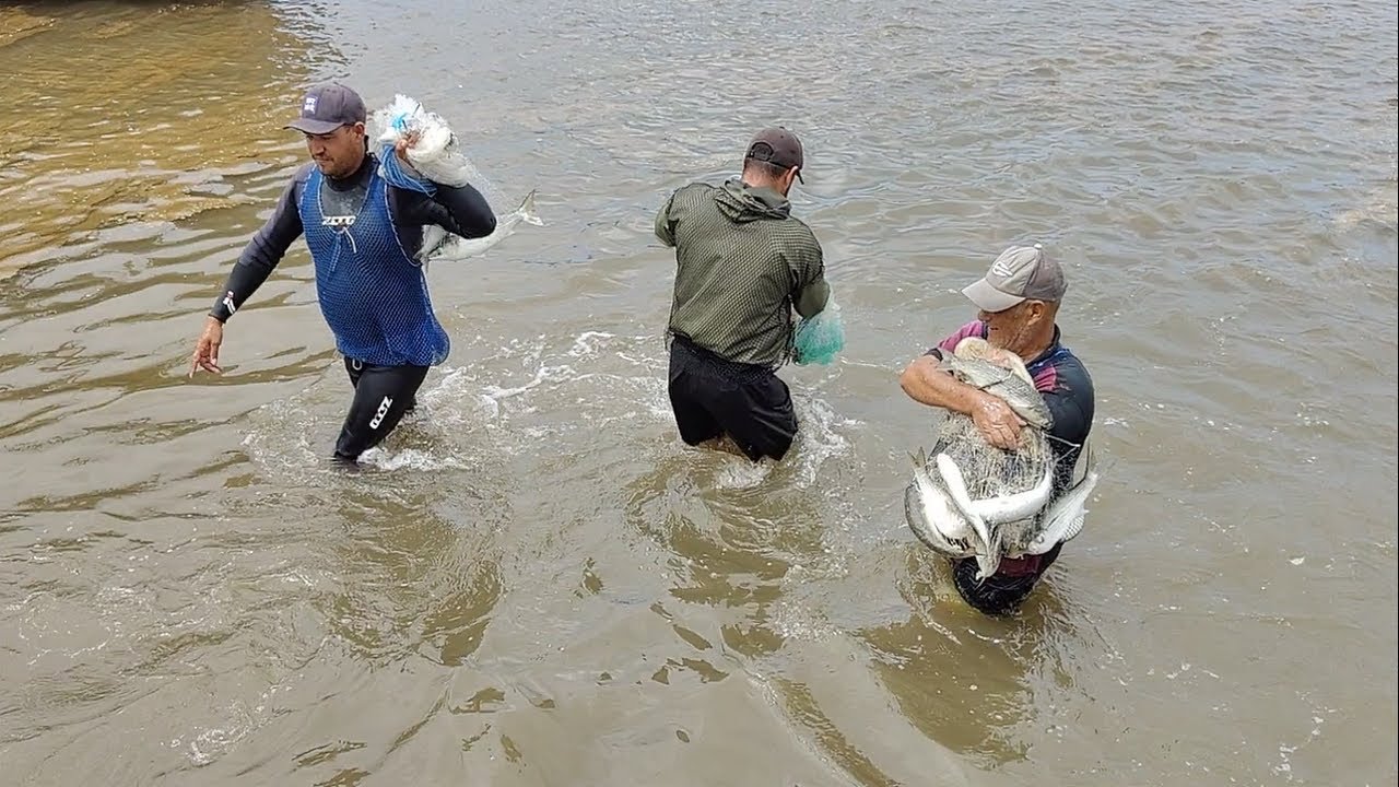 Pescas de tarrafas, 13-03-25, Pesqueiro da Pulga, Imbé, RS, com peixarada. #pescadetarrafas #fishing