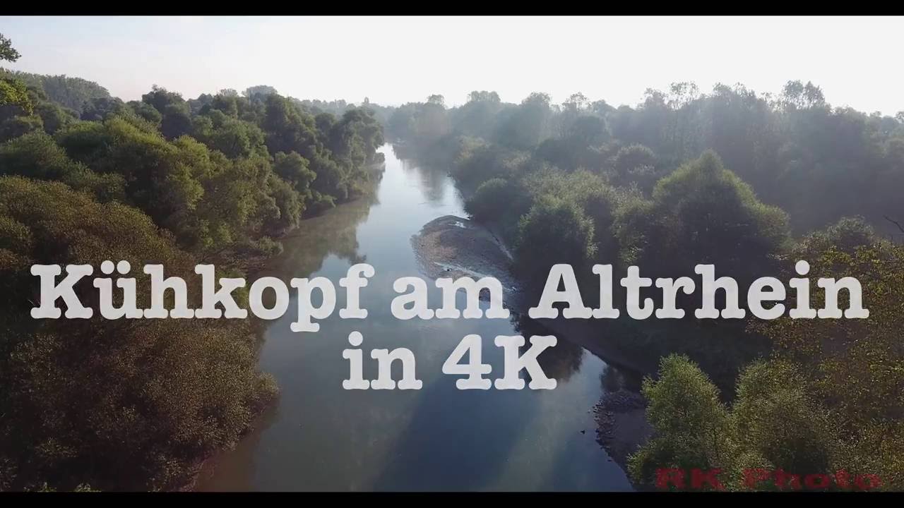 K&uuml;hkopf am Altrhein in 4K (DJI Phantom 4)