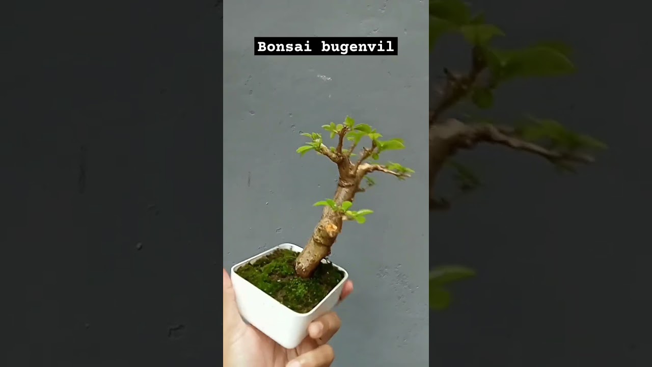 BONSAI BUGENVIL MIKRO #bonsaibugenvil #bonsaimame #bonsaimini #bonsaimania #bonsaimalang