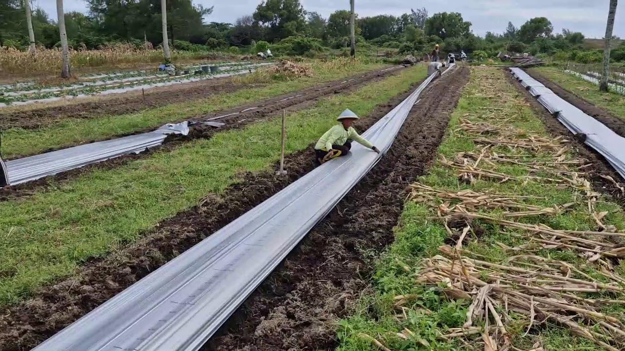 SMART FARMING IN ACTION: COVERING SEED BEDS WITH MULCH PLASTIC! - Agriculture Farming