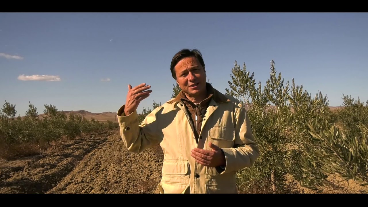 Olive plantations in Georgia. Autumn 2020