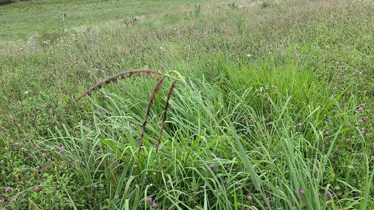 Total Grazing is leading to Native Warm Season Grasses. Eastern Gama and Big Blue Stem popping up.