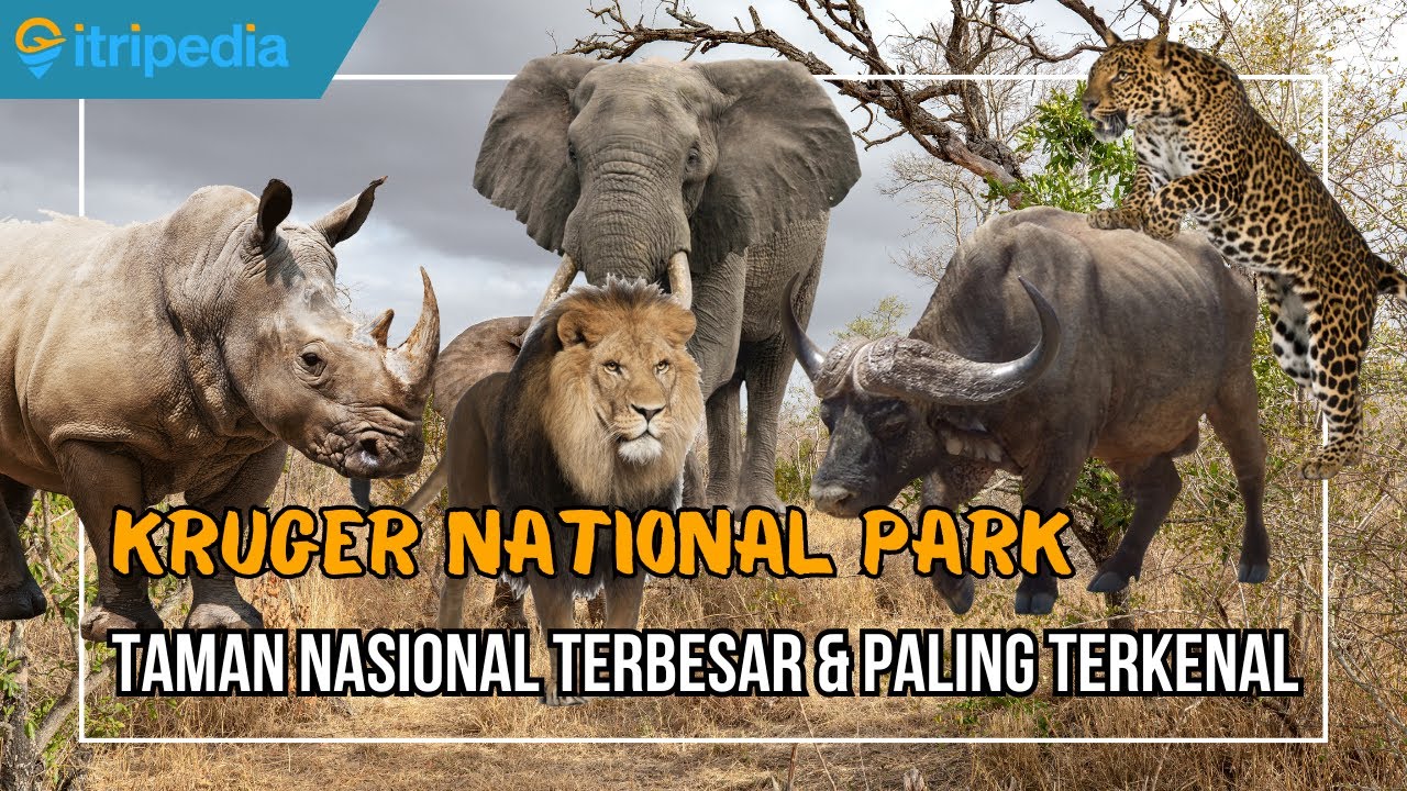 Taman Nasional Terbesar dan Tertua di dunia | Kruger National Park Afrika Selatan 🐘🐆