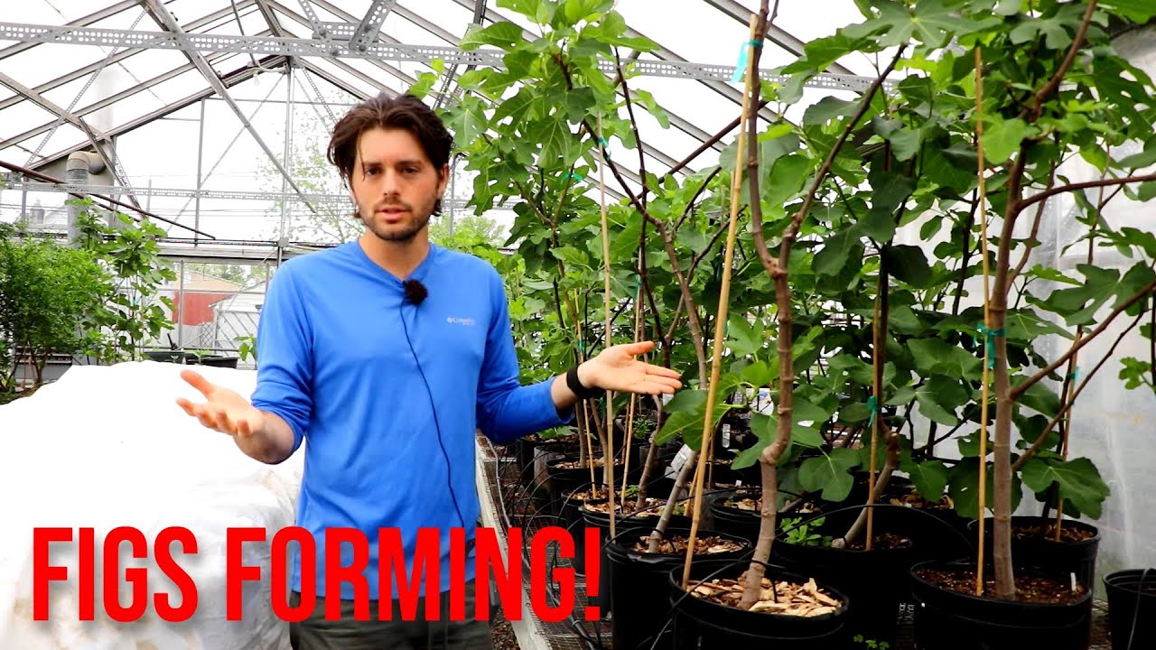 Growing Fig Trees in a Greenhouse | Amazing Results!