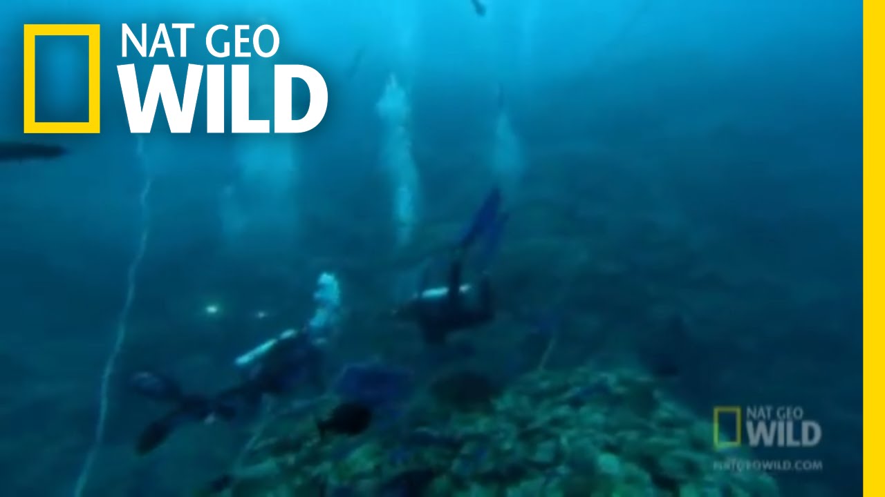 To Save a Shark | Nat Geo Wild