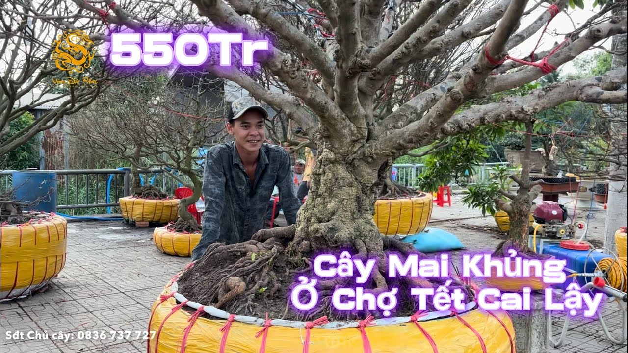 💥🐉cây Mai Vàng Cổ Thụ hơn Nữa Tỷ ở Chợ Mai Tết Cai Lậy 2026|Vùng Đất Rồng 