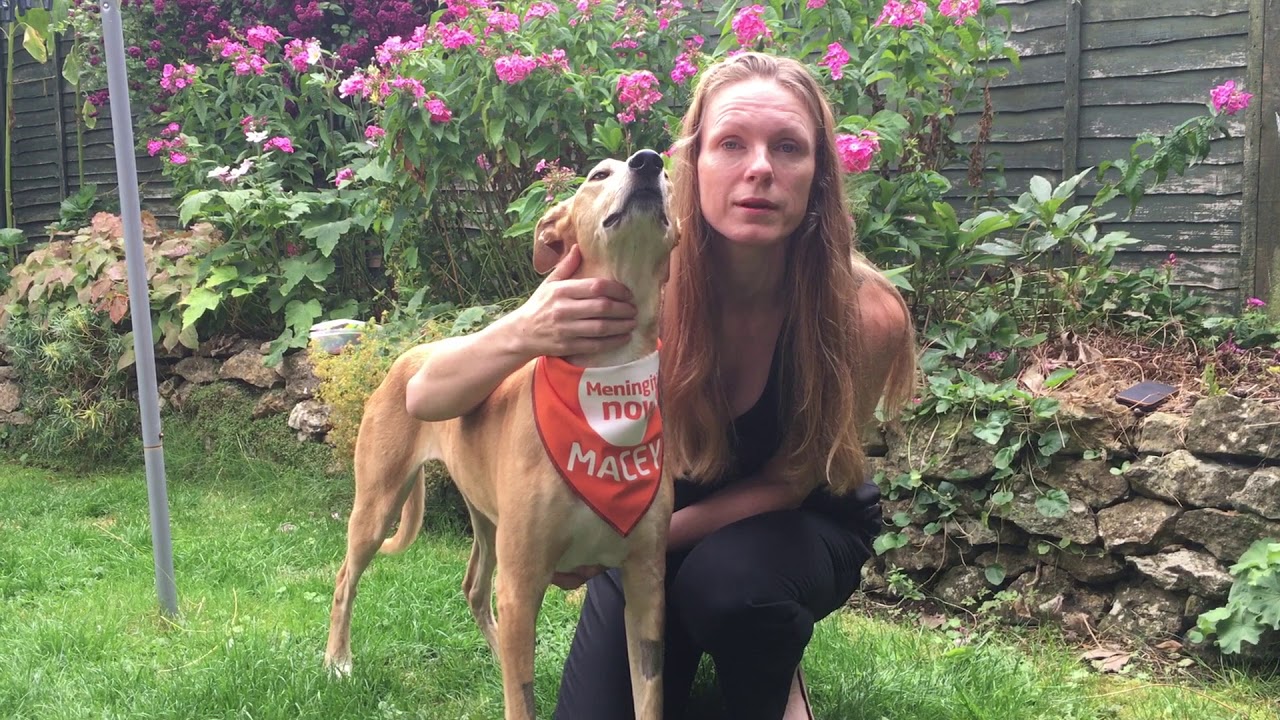 Macey the Meningitis Dog | Meningitis Now