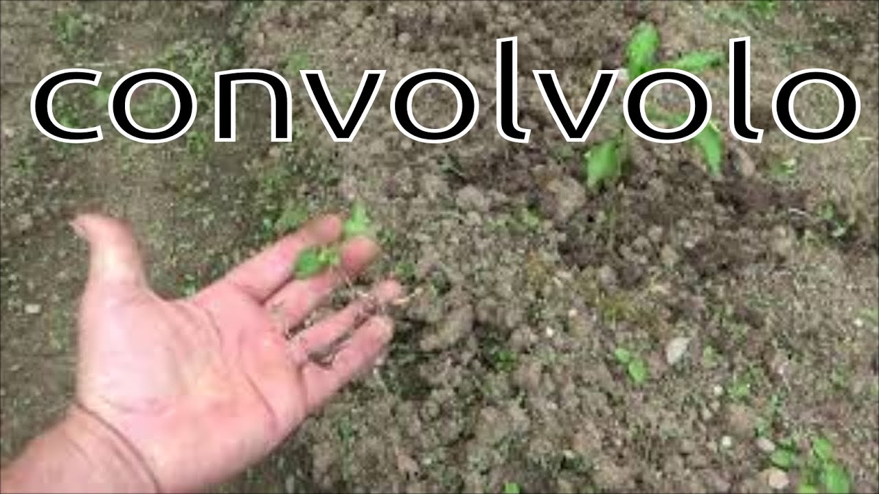 convolvolo in giardino e nell'orto una vera piaga per il nostro orto, ecco come si propaga...