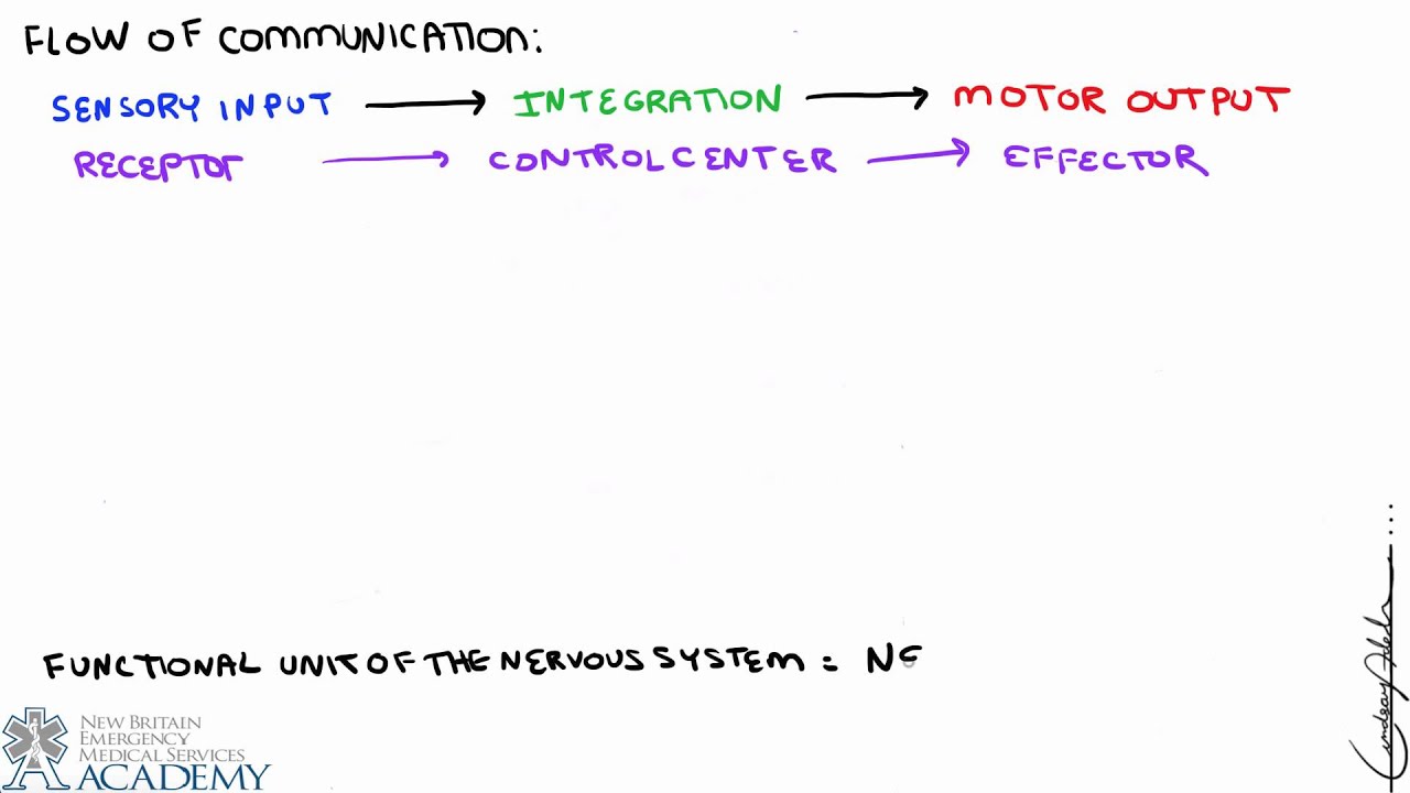 Nervous System Organization