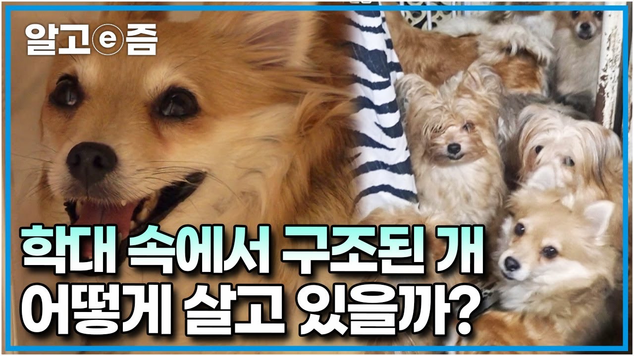 10평 남짓 공간에 있던 61마리 중 임신한 채 발견된 개 어떻게 살고 있을까? 잡아먹힌 개들의 사체와 함께 발견된 애니멀 호더로부터 구조된 강아지┃세상에 나쁜 개는 없다┃알고e즘