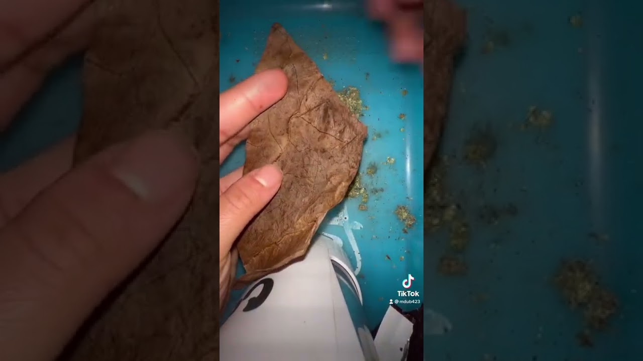 How To Roll A Backwood For Beginners THE RIGHT WAY!!!