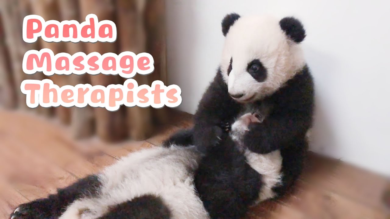 When Pandas Become Massage Therapists | iPanda
