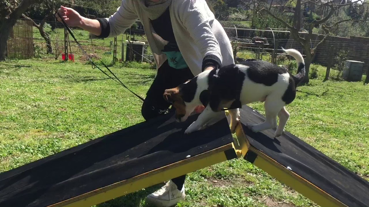 Parco giochi per cani e asilo