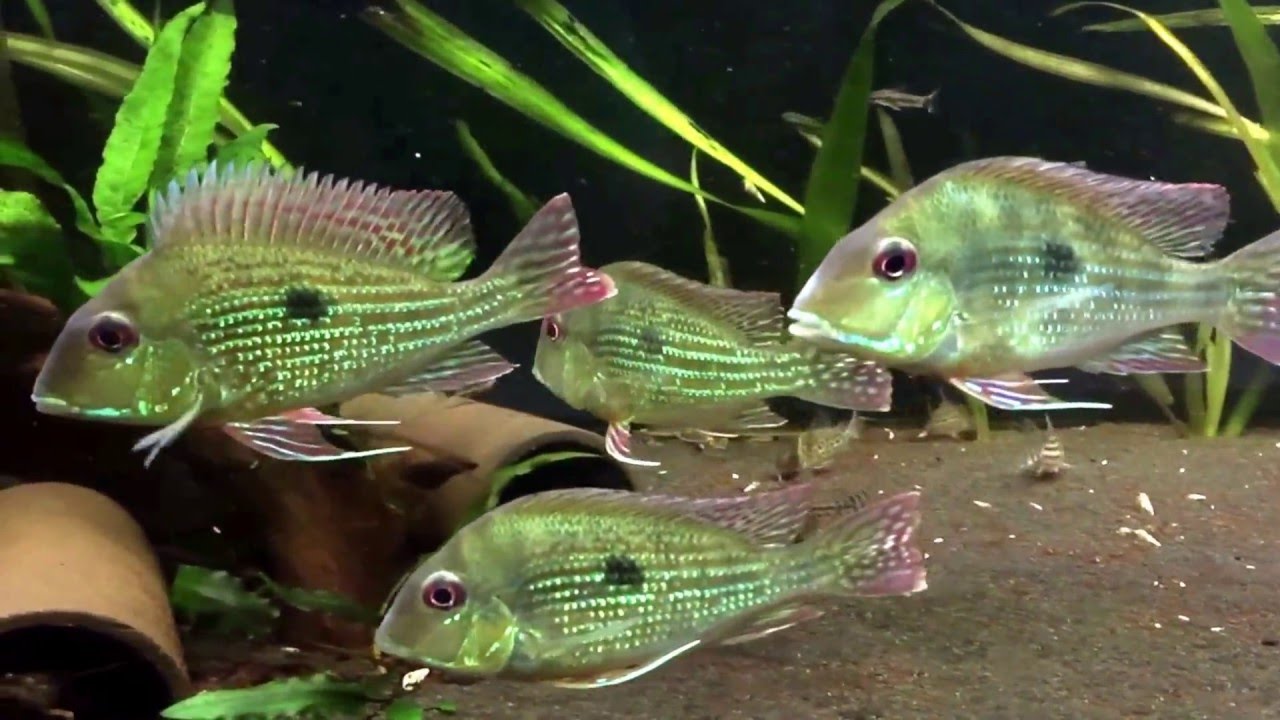 Geophagus abalios