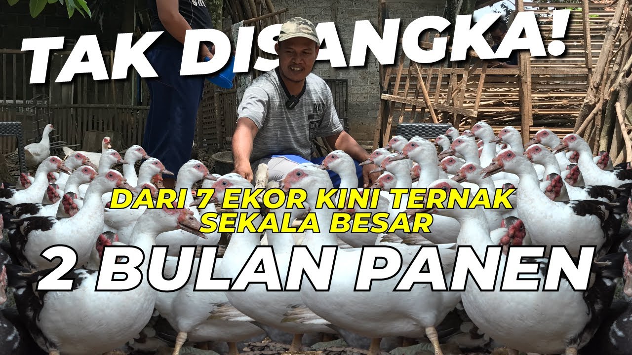 Kerja Kena PHK, Sukses Berwirausaha Ternak ENTOK ‼️