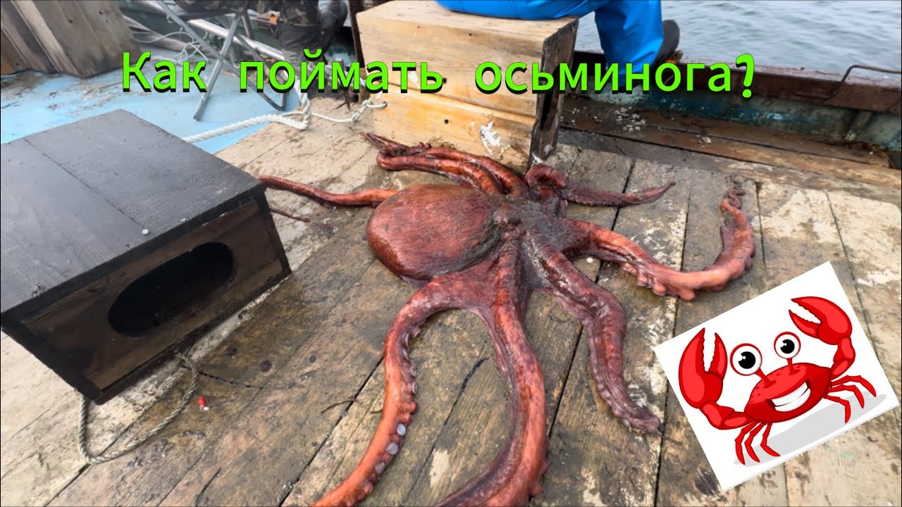 Как мы поймали осьминога Проверяем ловушки на осьминога 🐙 Полная версия по вылову осьминога!complet