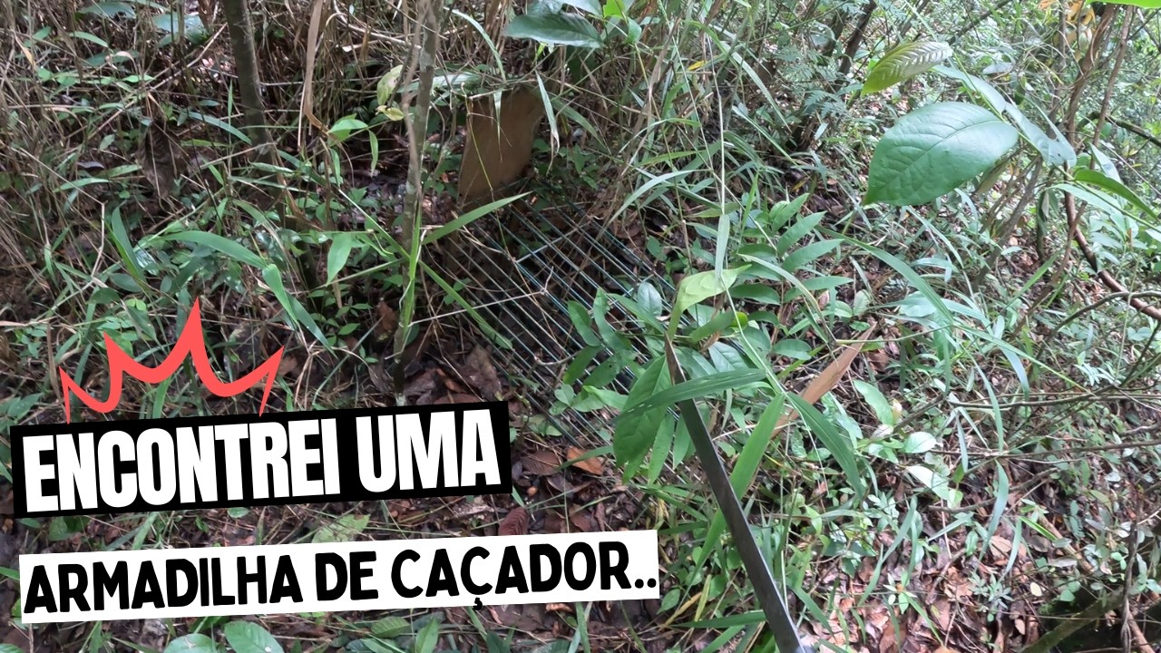 Reativando a ceva de paca e Veado mateiro e ainda encontrei uma armadilha de caçador.