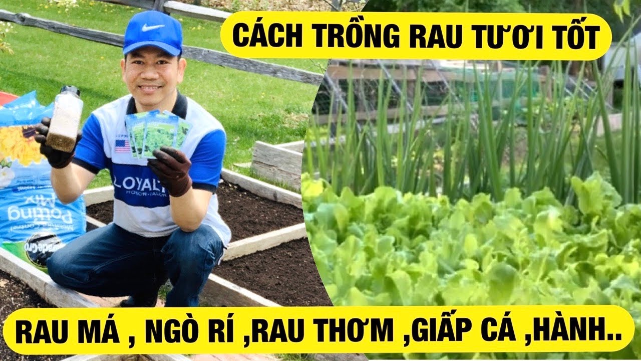 Bí Quyết Trồng Rau Tươi Tốt - Rau Má ,Ngò Rí ,Rau Thơm ,Giấp Cá ,Xà Lách ... Sức Khỏe Sẽ Là #1 👍
