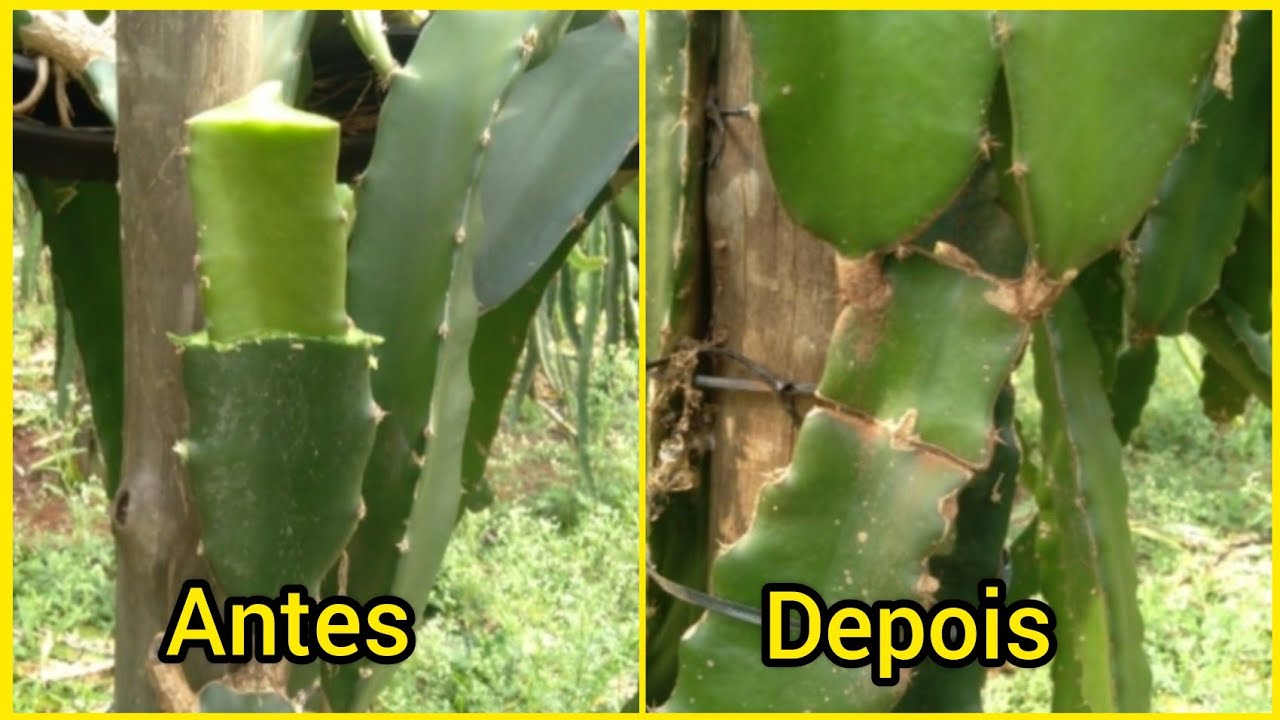 COMO FAZER ENXERTO DE PITAYA
