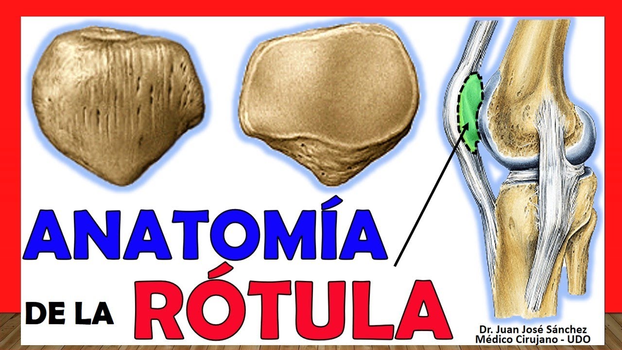 🥇 Anatom&iacute;a de la R&Oacute;TULA. &iexcl;F&aacute;cil, R&aacute;pida y Sencilla!