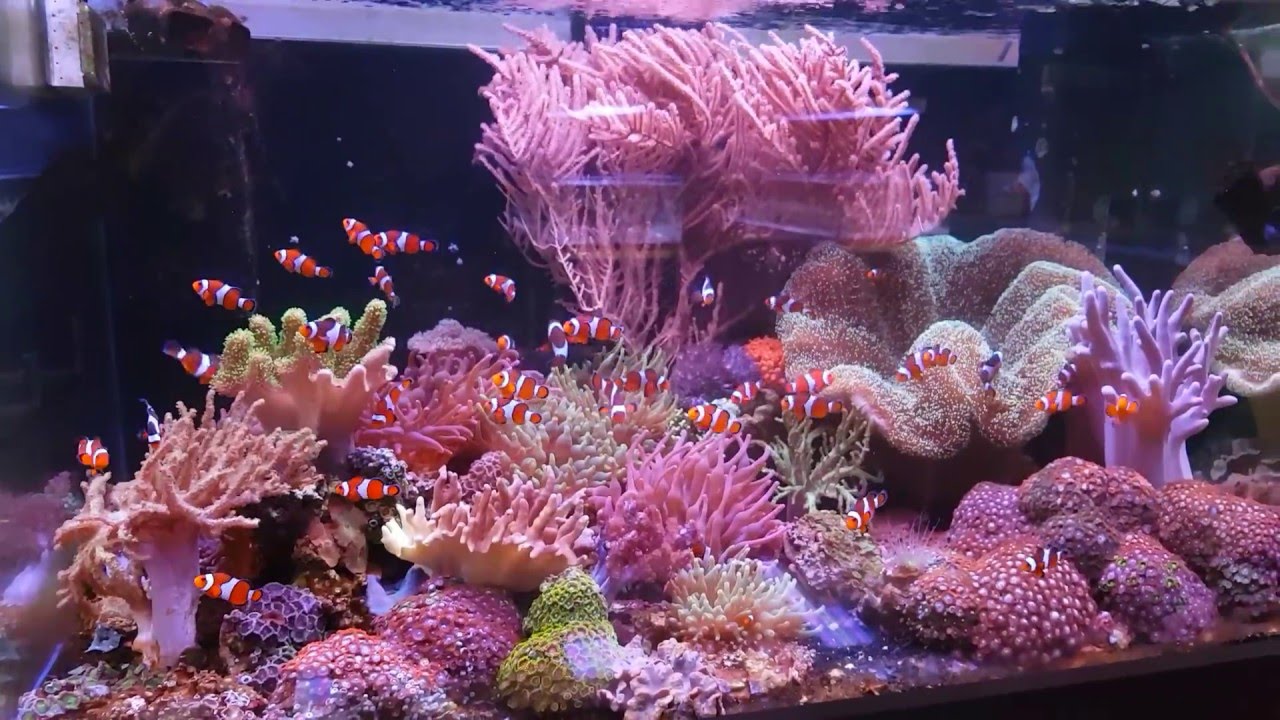Aquaforest Soft Corals Tank