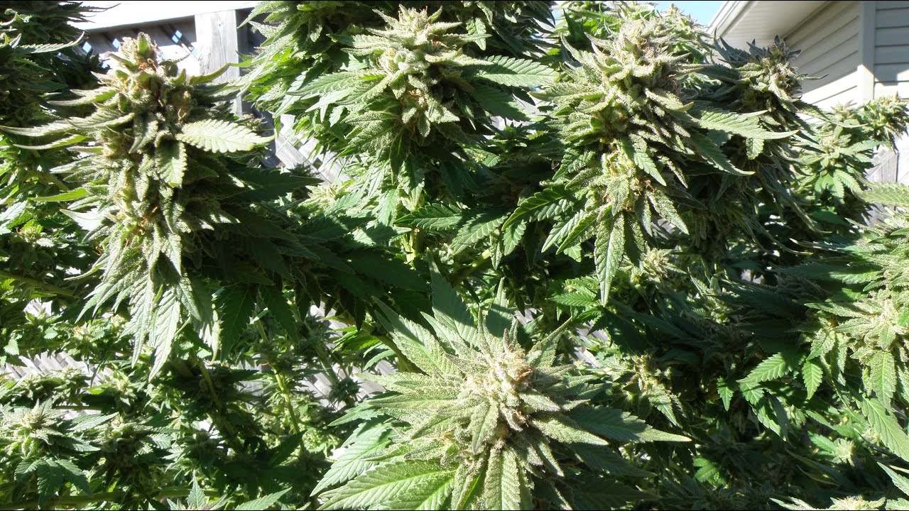 Durga Matta II CBD Plant Ready for Harvest ✂️ 2020