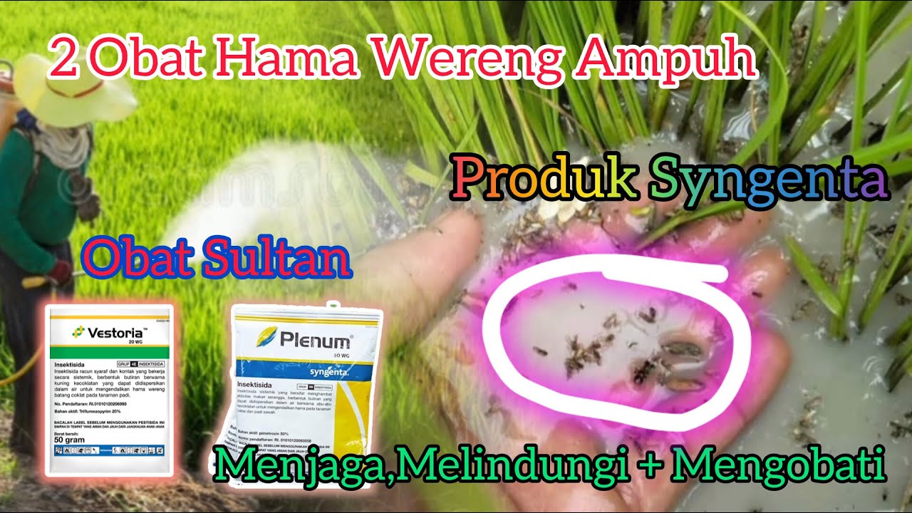 2 Obat Hama Wereng Ampuh Yang Di Produksi Oleh PT syngenta Indonesia,! Insektisda Plenum & Vestoria.