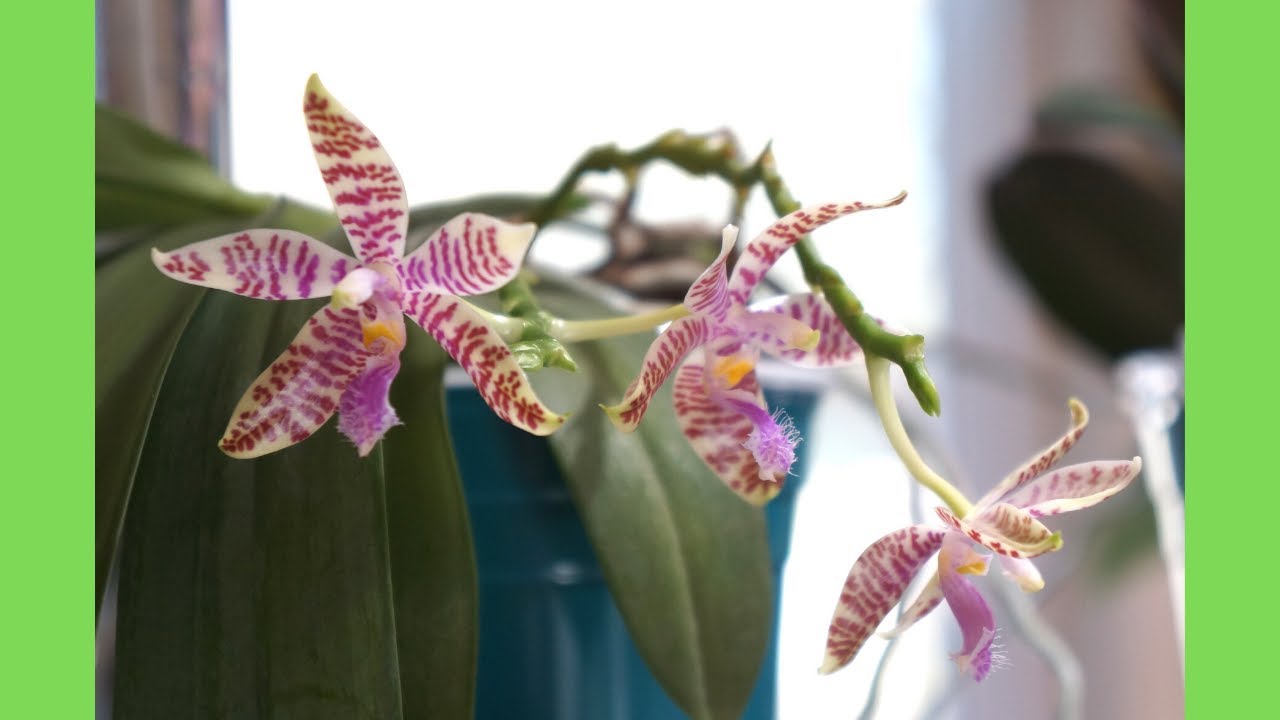 My hieroglyphica Loves Semi Hydroponics | Orchid Care Tips