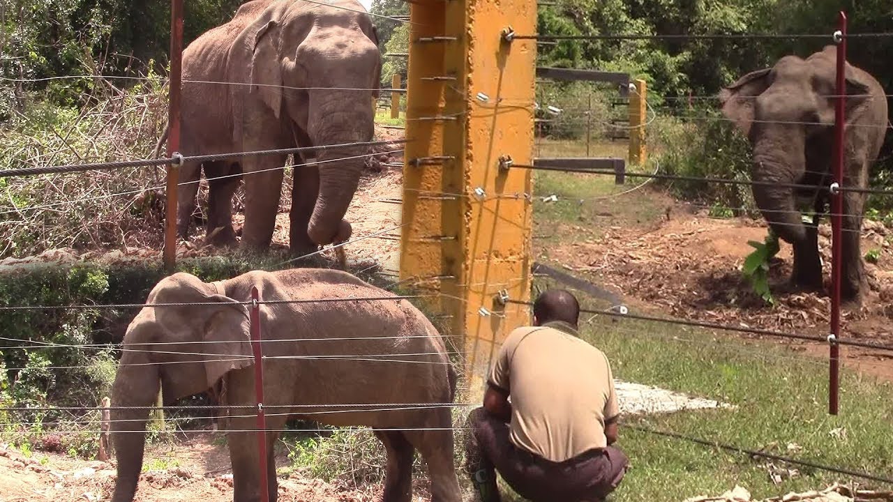 Giving treatments to an injured elephant !