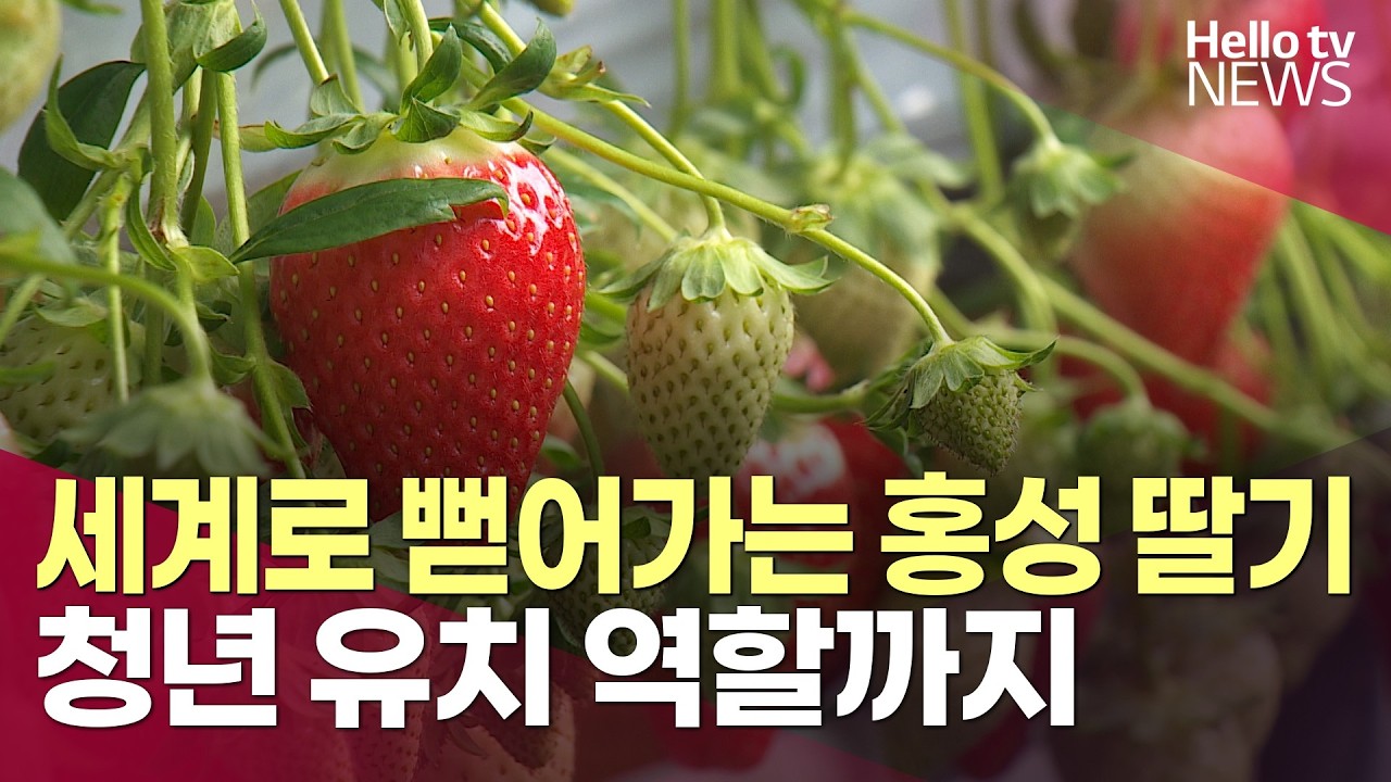 세계로 뻗어가는 홍성 딸기…청년 유치 역할까지ㅣ#헬로tv뉴스
