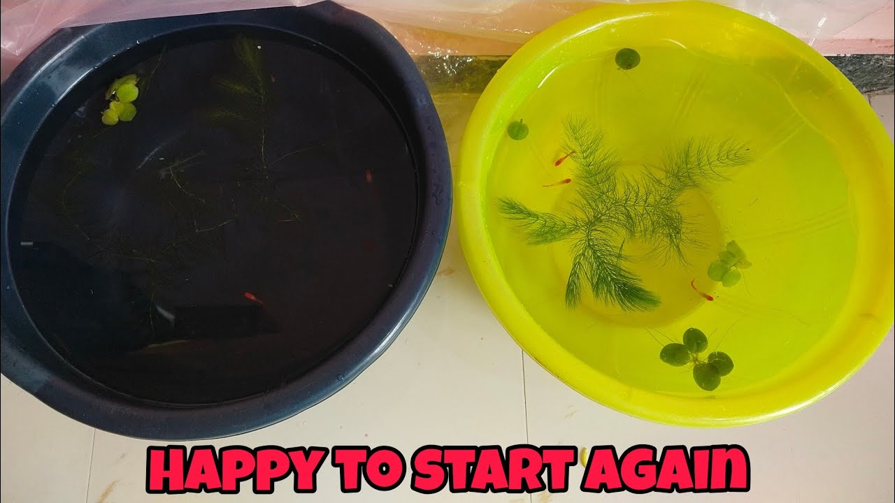 Again I started importd guppy breeding/தமிழ்