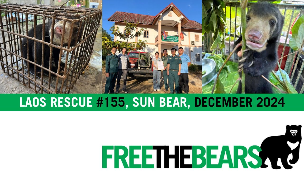 Sun bear cub rescued from tiny cage!