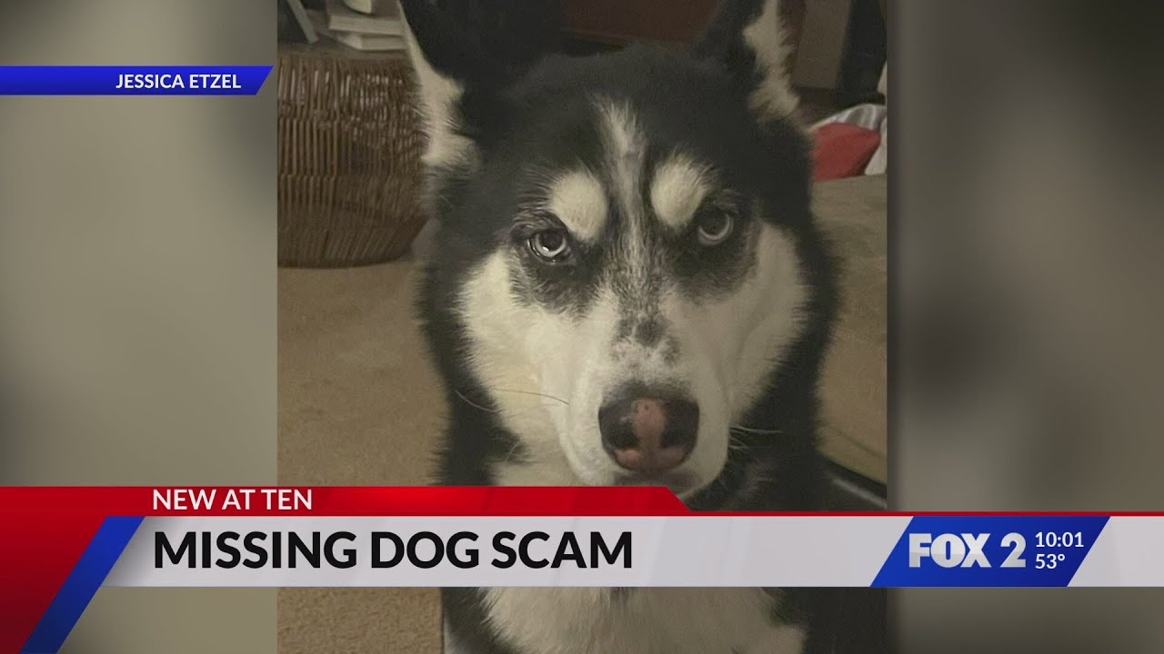 St. Charles woman nearly scammed while searching for her missing dog
