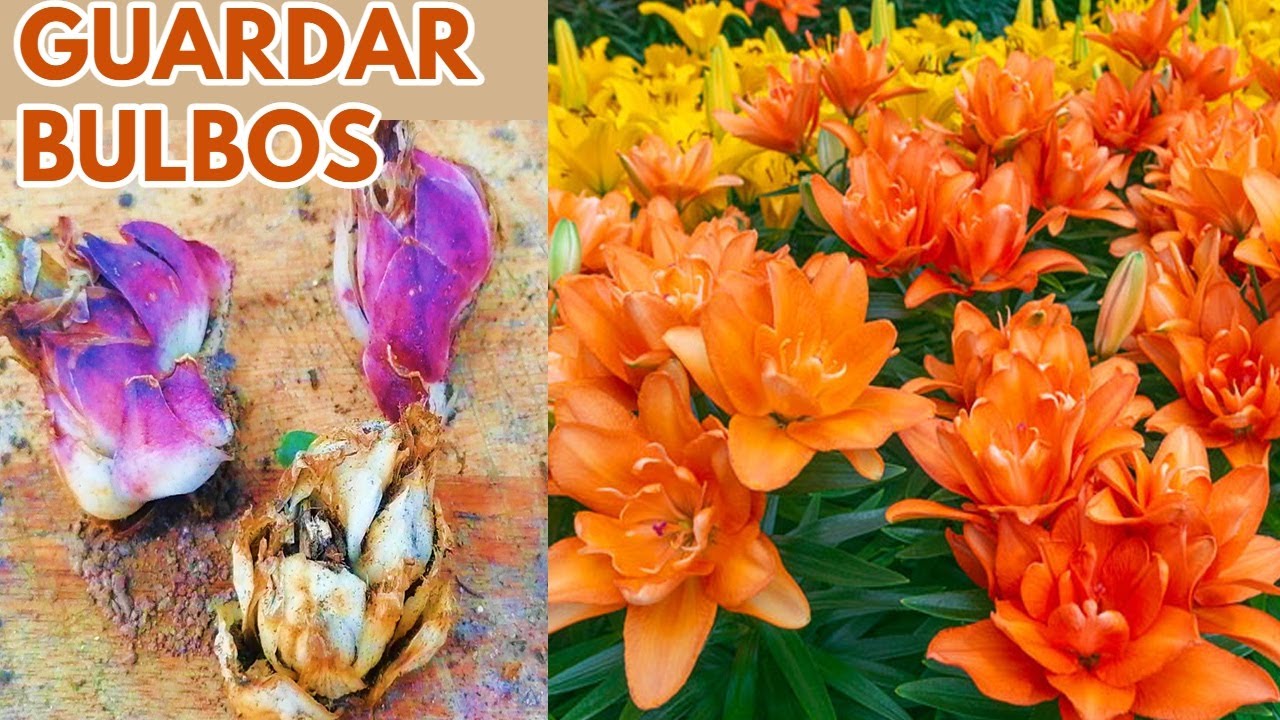 lilium bulbos cuidados CHUYITO JARDINERO