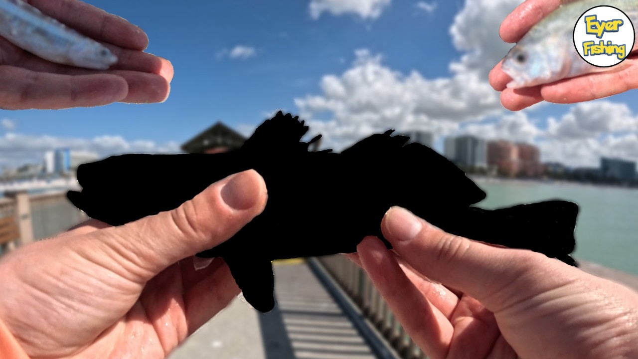 First Time Fishing Pier 60 (3 New Lifers!)
