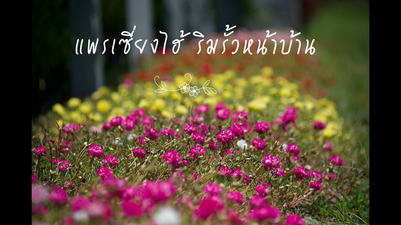 EP 22 #สวนดอกไม้ข้างบ้าน Portulaca#แพรเซี่ยงไฮ้#ดอกไม้ริมรั้วหน้าบ้าน
