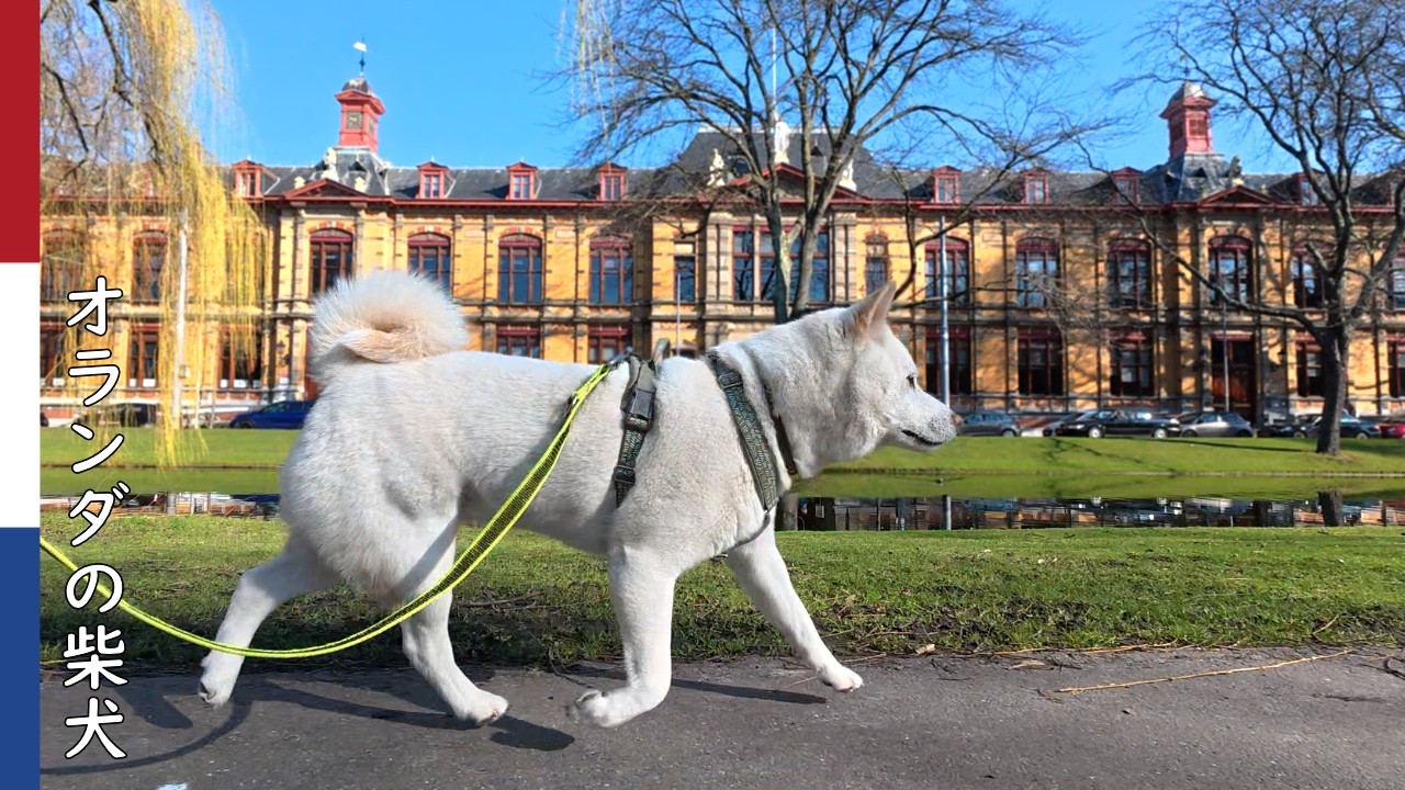 柴犬柿丸  おだてられて後半やる気を見せる柴犬｜オランダ散歩・環境音