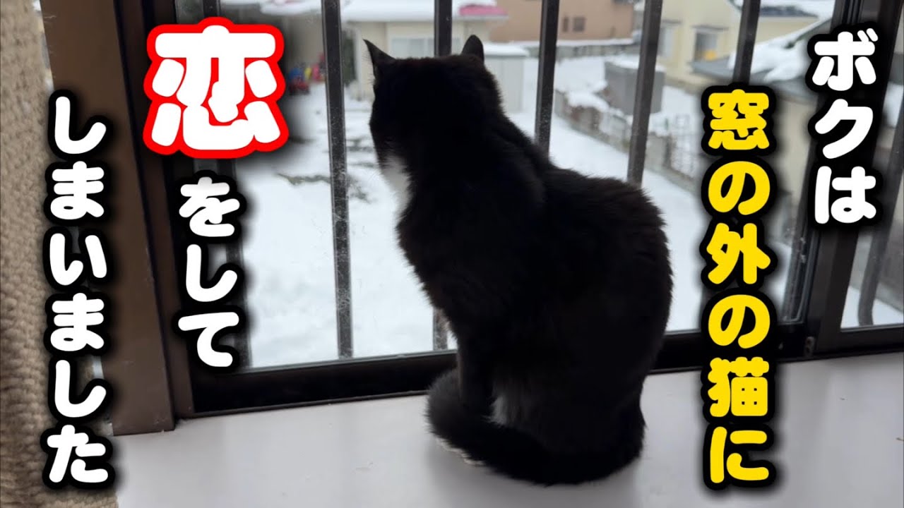 雪の中にいる外猫に恋をしてしてしまいました