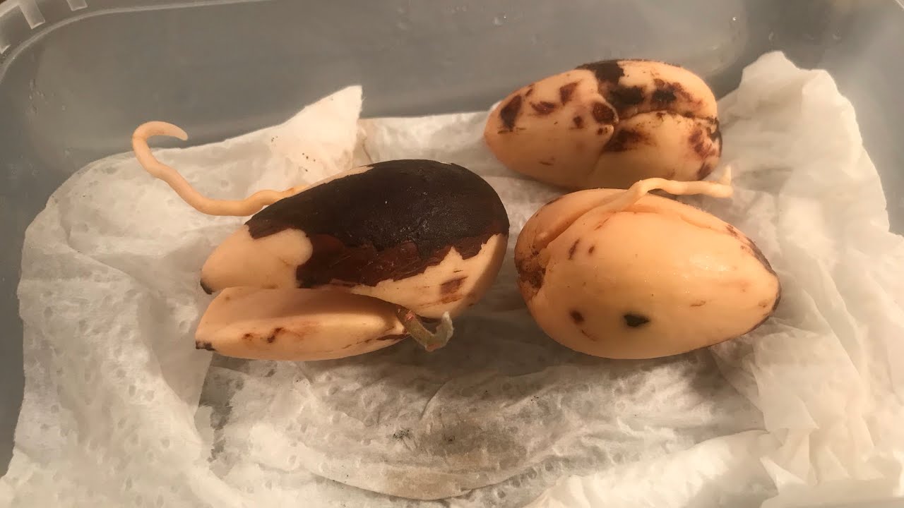 3 more Fuerte avocado seeds that I&rsquo;d completely forgotten about 😱😱