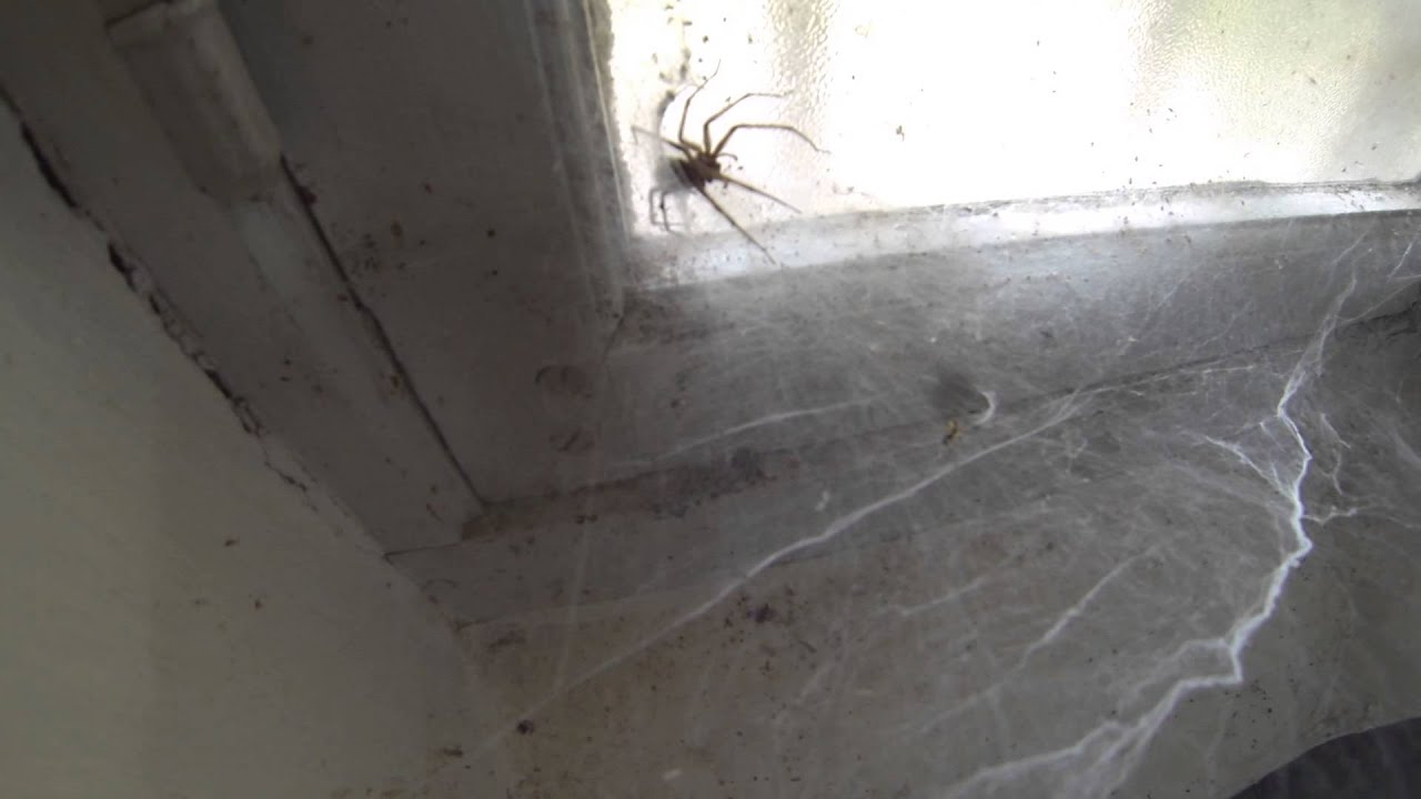 Attaque hyper rapide d'une araignée . Spider attack at high speed