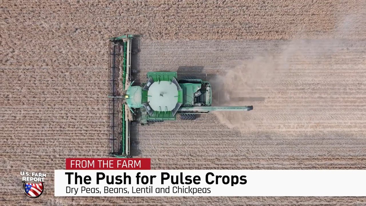 The Push for More Pulses in the Make America Healthy Again (MAHA) Movement