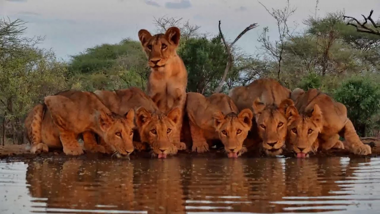Lion Pride Rules the Waterhole