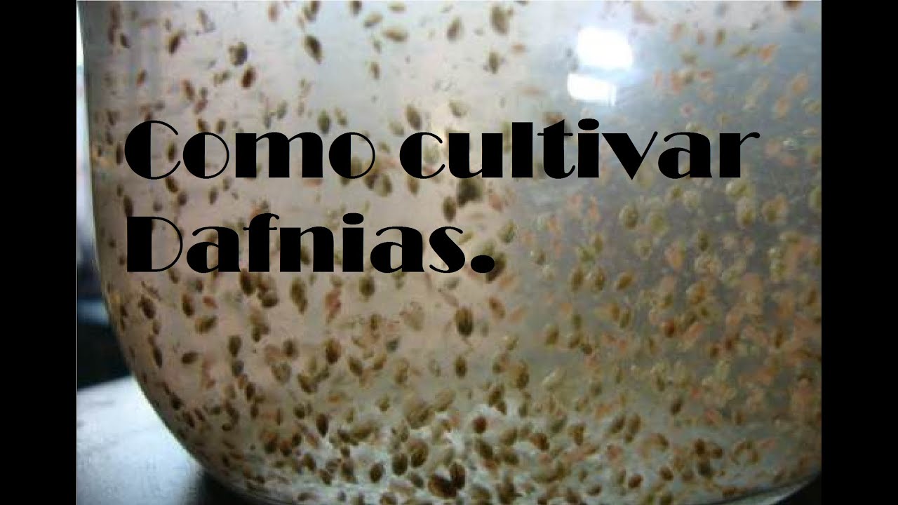 Como cultivar dafnias em casa ///  MUITO FÁCIL