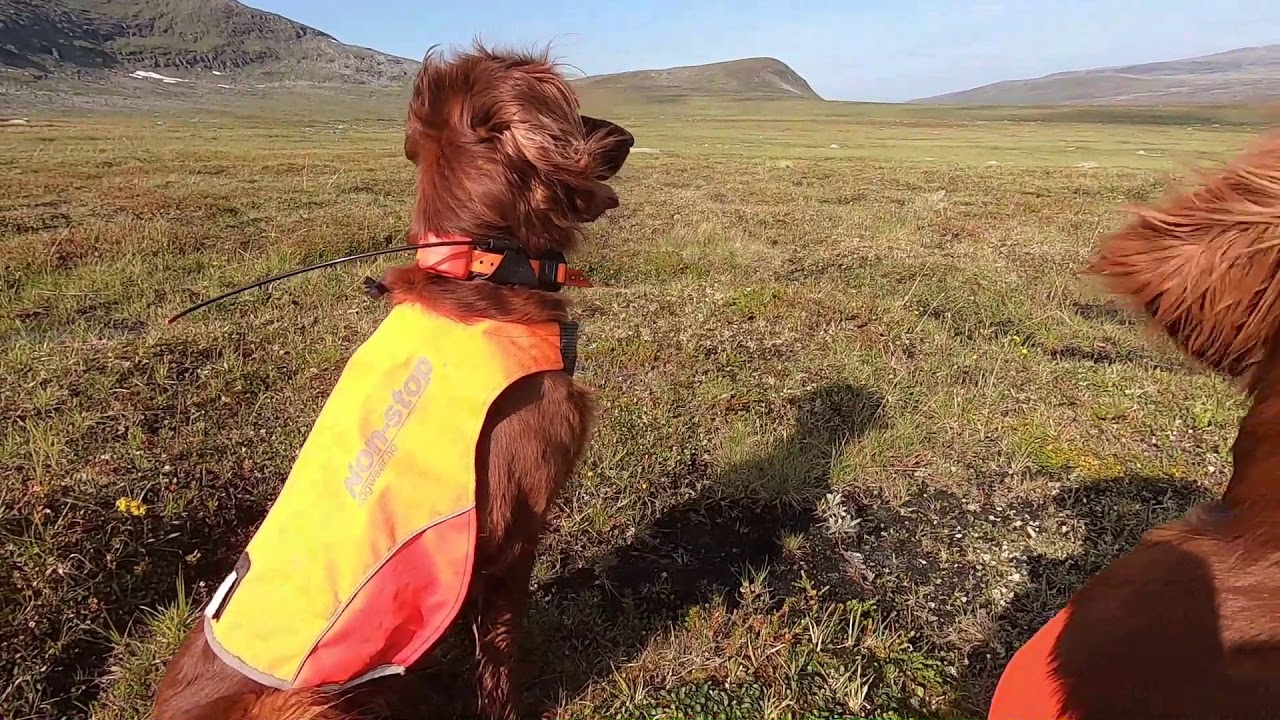 Trening av fuglehund