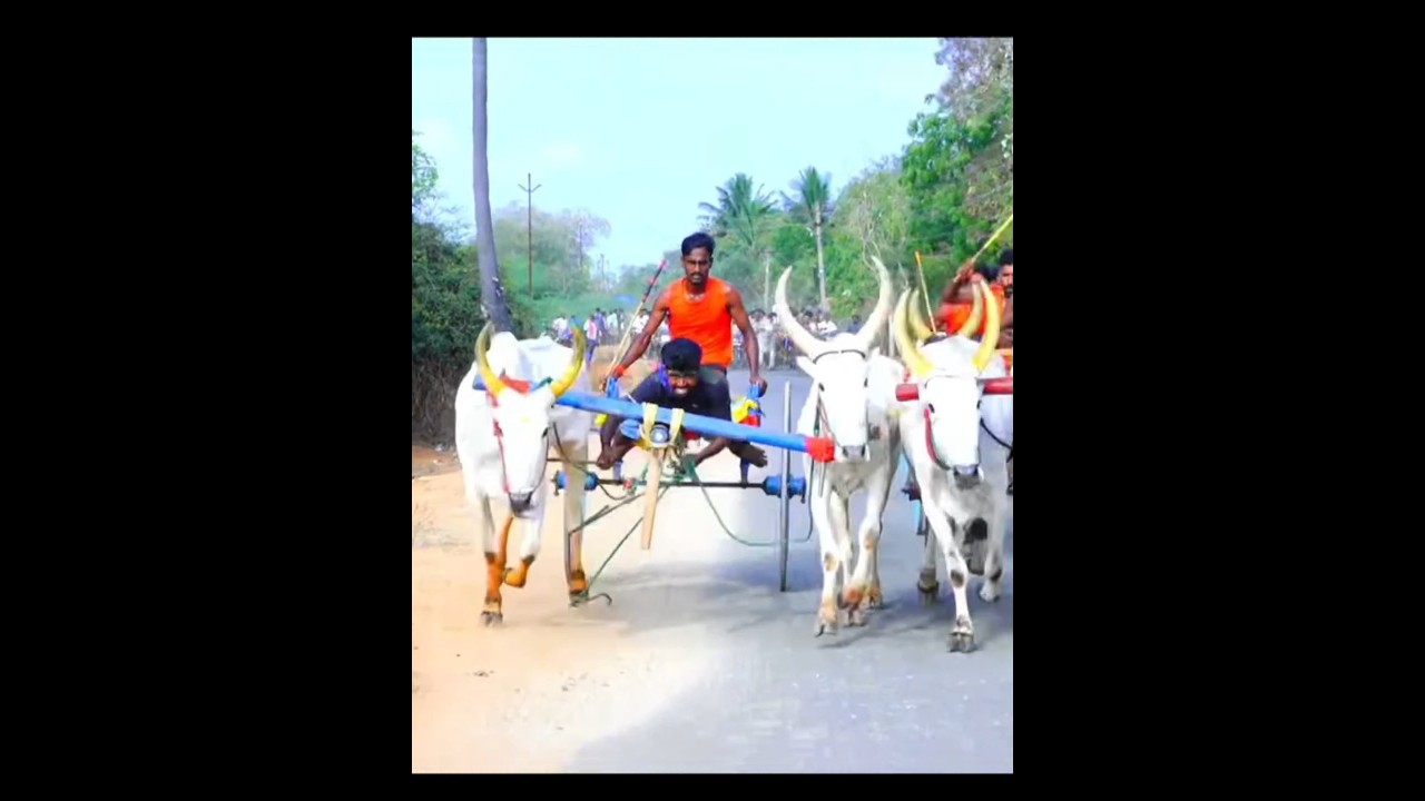 🛑Kottaiyur💥Arun Ottu🥵Long distance face slap🤯Elgai gets second prize #jallikattu #ksp #skr