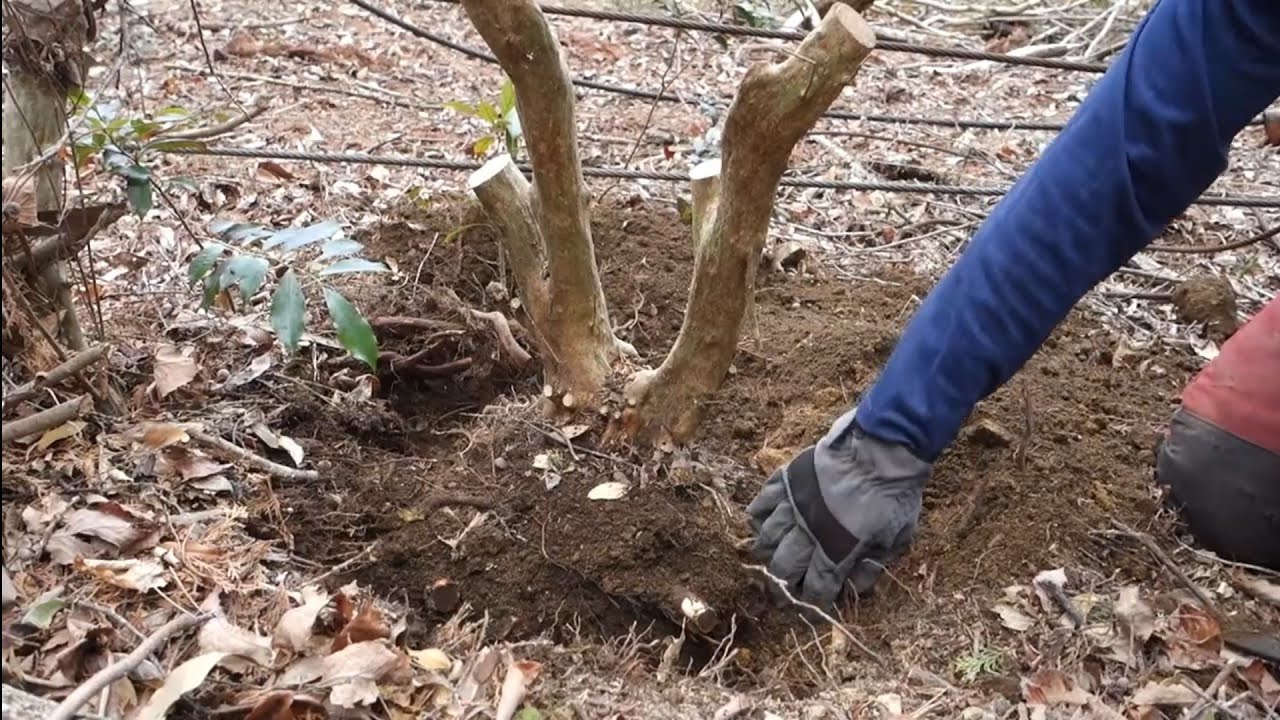 【YAMADORI】フジツツジの山採り  ♯421