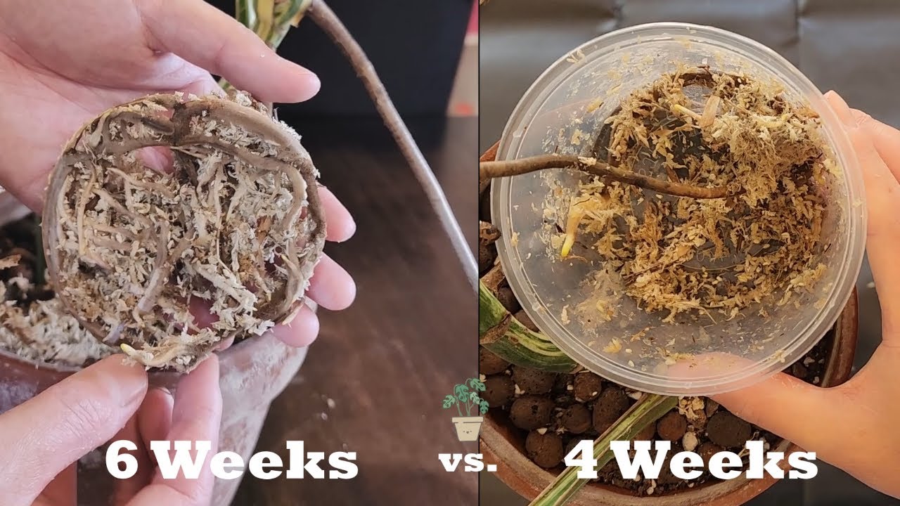 A Healthy MONSTERA Root Ball in 6 Weeks - FIND OUT HOW!