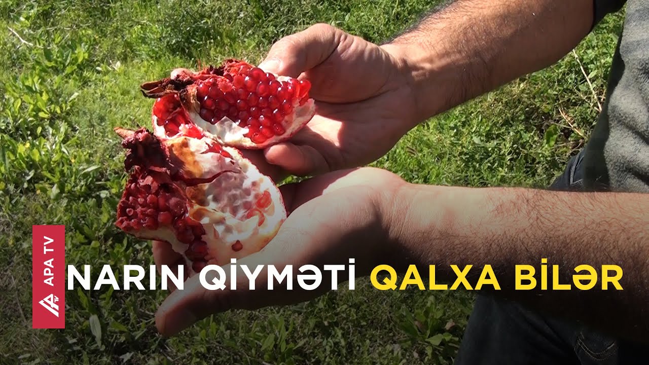 Göyçayda nar bağlarına xəstəlik düşdü – “40 min ziyan gözləyirəm” - APA TV